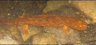 Hellbender Salamander